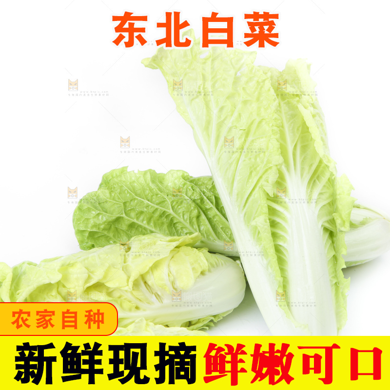 白底上放着大白菜