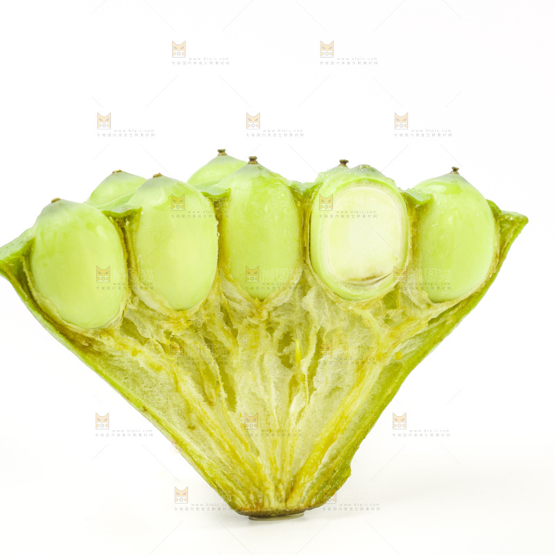 白底上的嫩莲蓬