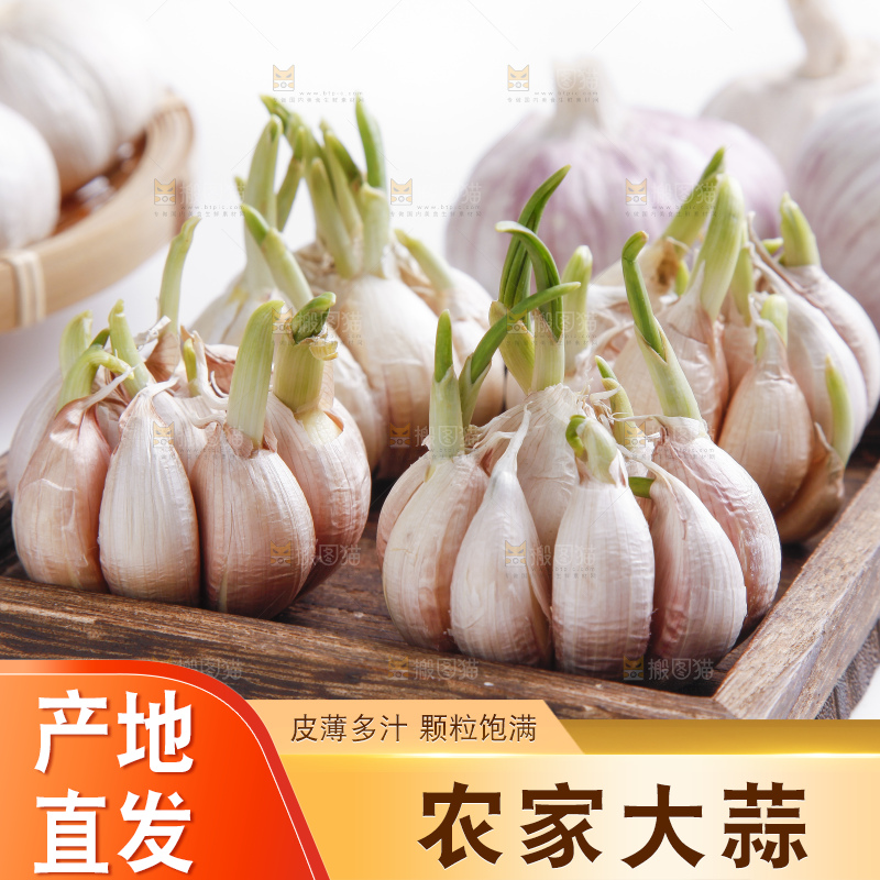 白底上的山东大蒜头