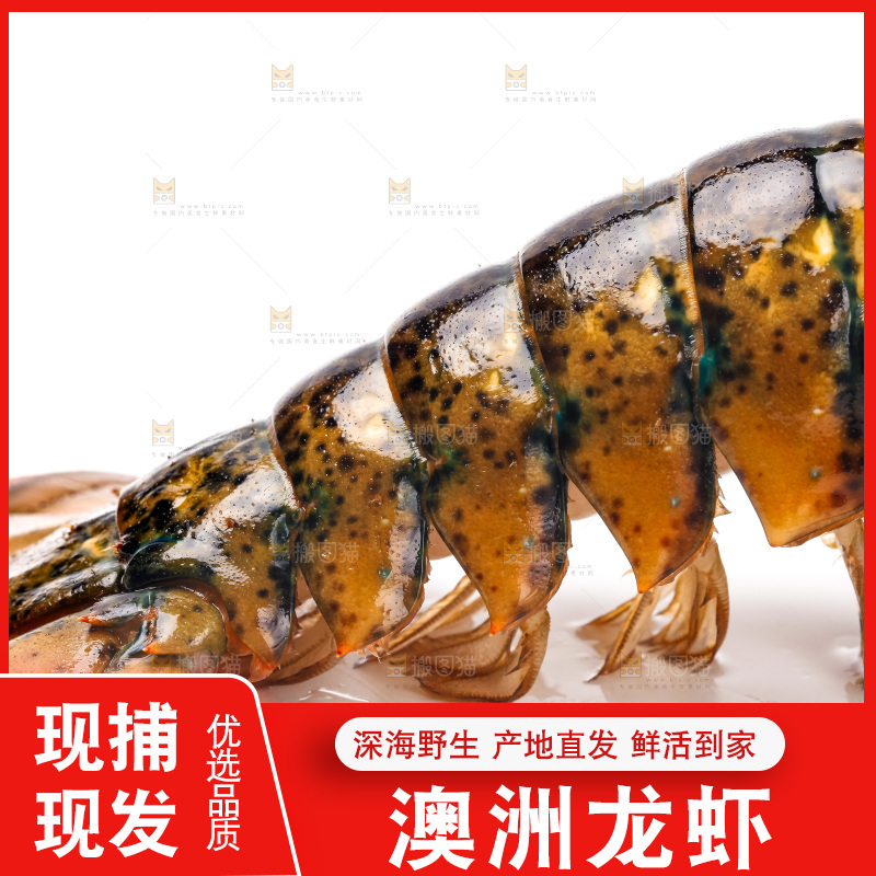 白底上的澳洲龙虾