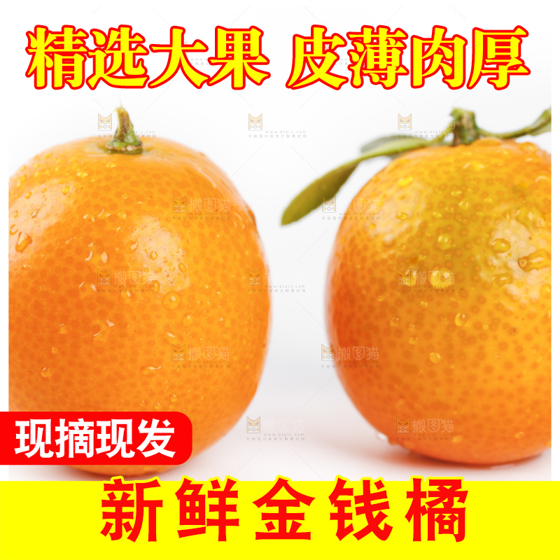 白底上的金桔