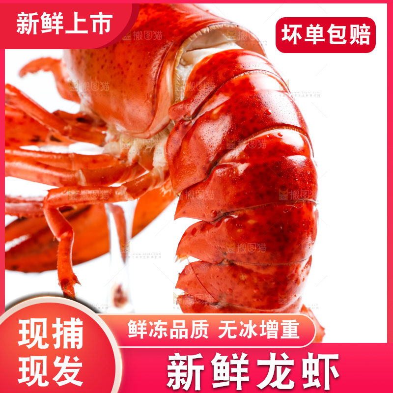 浅底上放着波士顿大龙虾