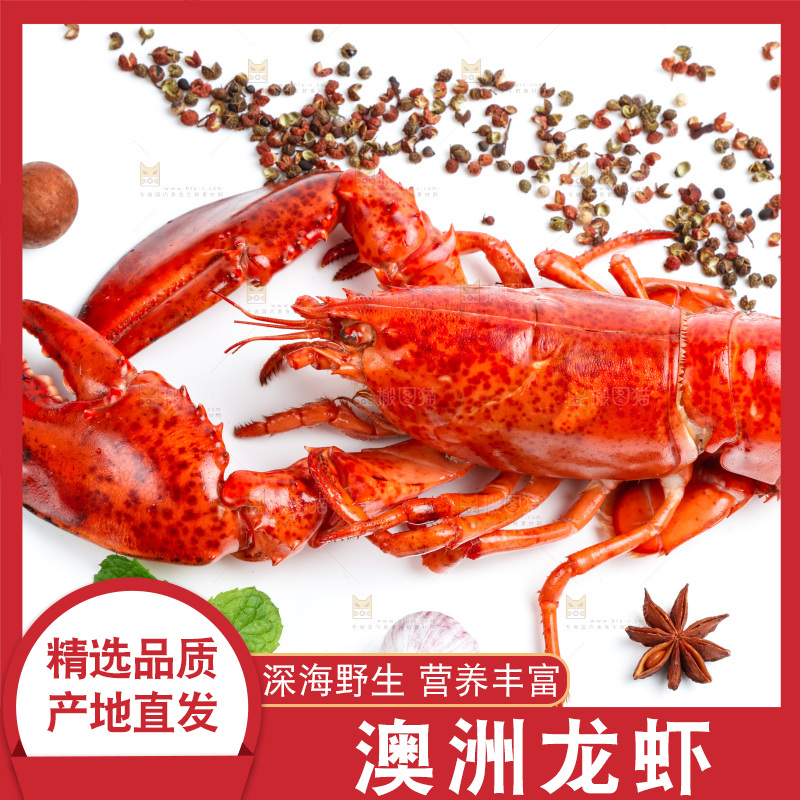 白底上放着澳洲大龙虾