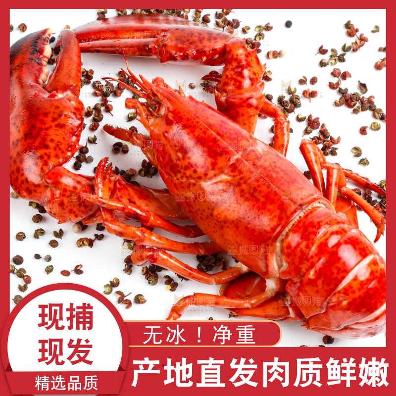 白底上放着澳洲大龙虾