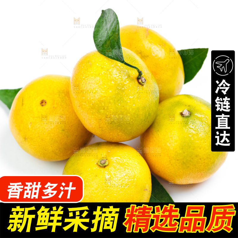 新鲜的青皮蜜橘放在白底上