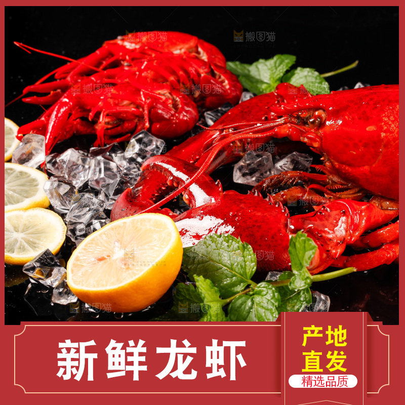 黑底上的澳洲大龙虾