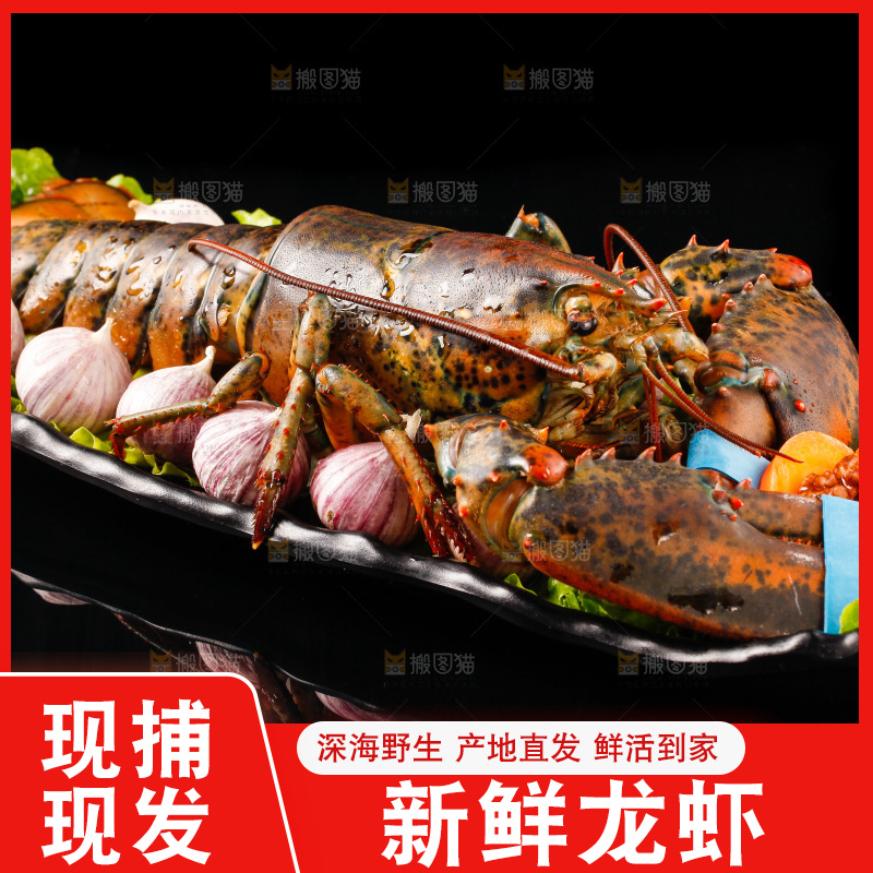黑底上放着一盘波士顿大龙虾