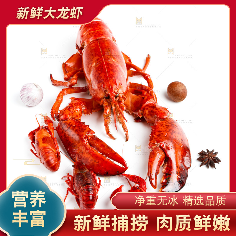 白底上的波士顿大龙虾
