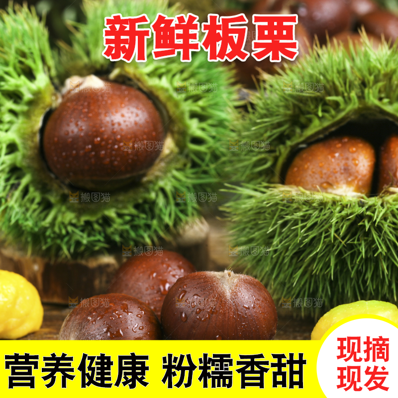 木底上的迁西板栗