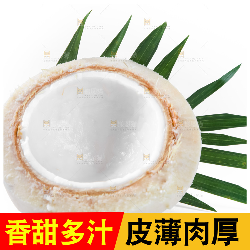 白底上青椰子