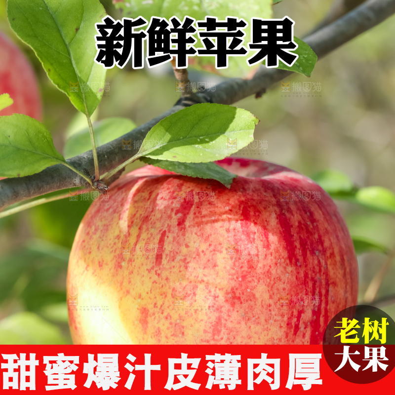 树上挂着冰糖心苹果