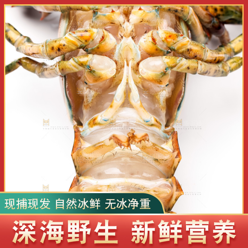 白底上的澳洲龙虾