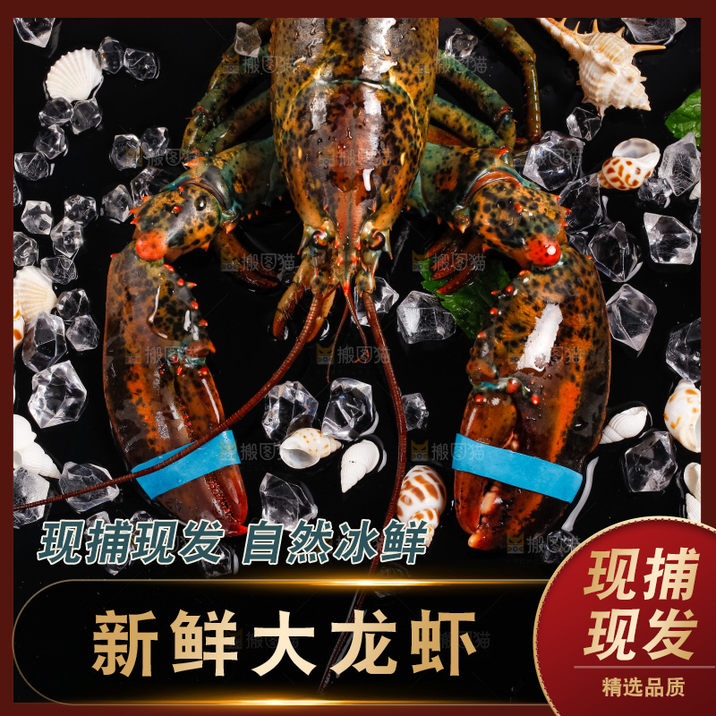黑底上的波士顿龙虾
