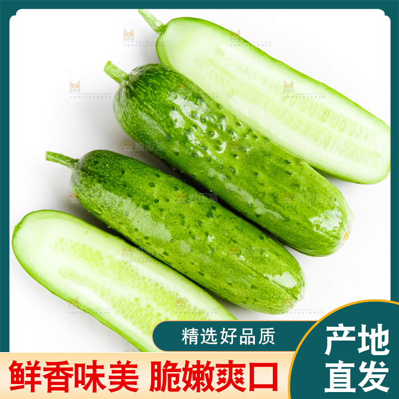 白底上的旱黄瓜