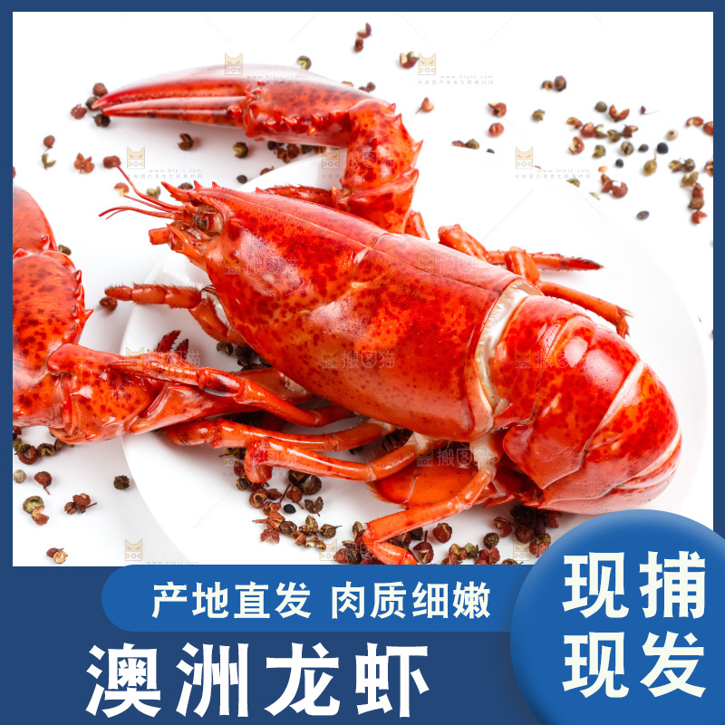 白底上放着澳洲大龙虾