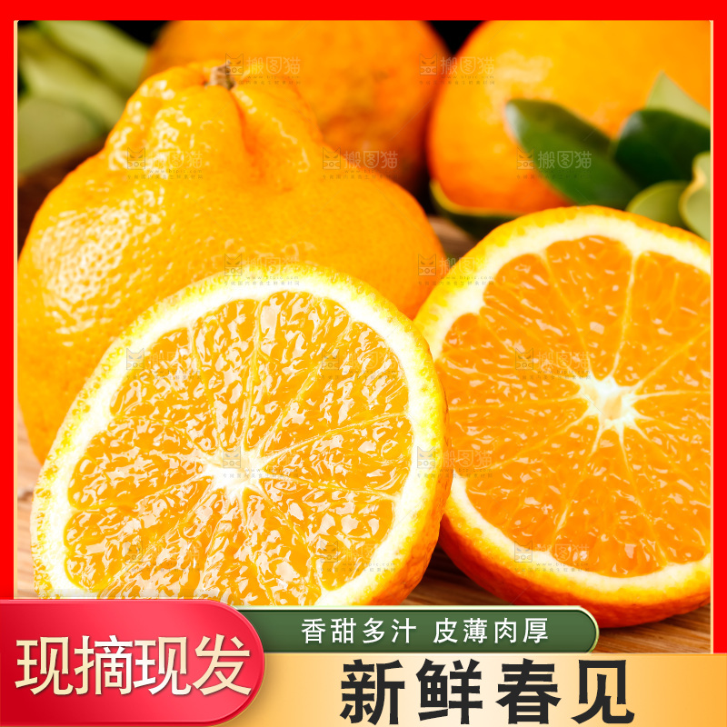 竹底上的春见耙耙柑
