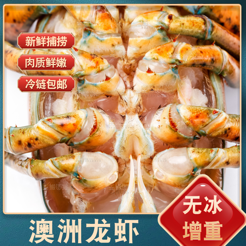 白底上的澳洲龙虾