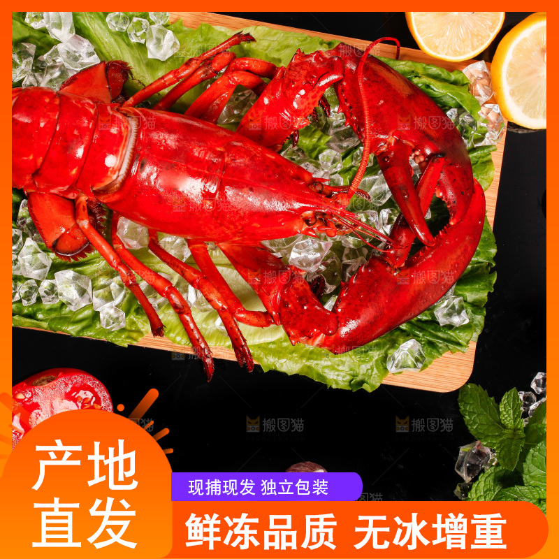 黑底上放着一盘澳洲大龙虾