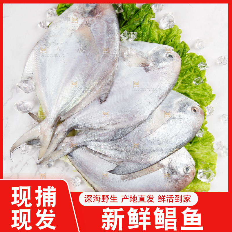 浅底上的鲳鱼