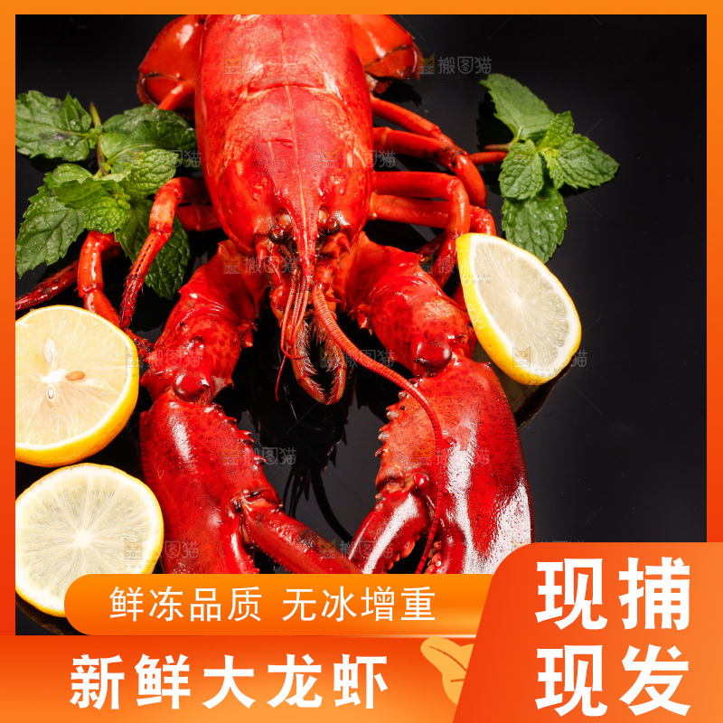 黑底上放着澳洲大龙虾