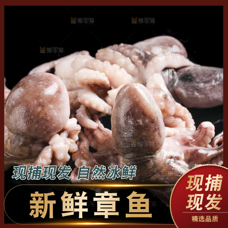 黑底上放着大连章鱼