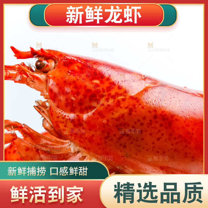 浅底上放着波士顿大龙虾