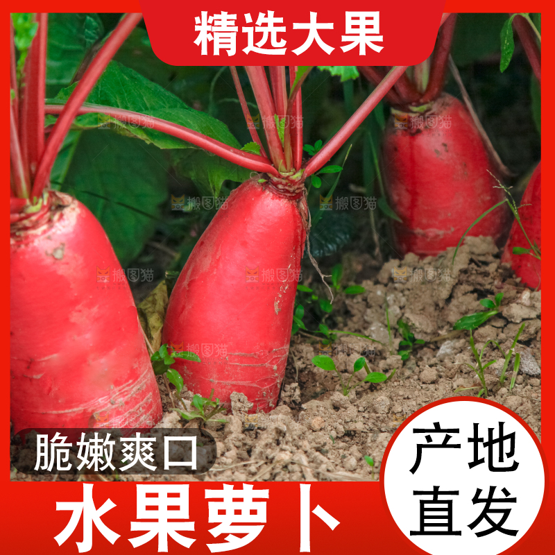 地里种着红萝卜