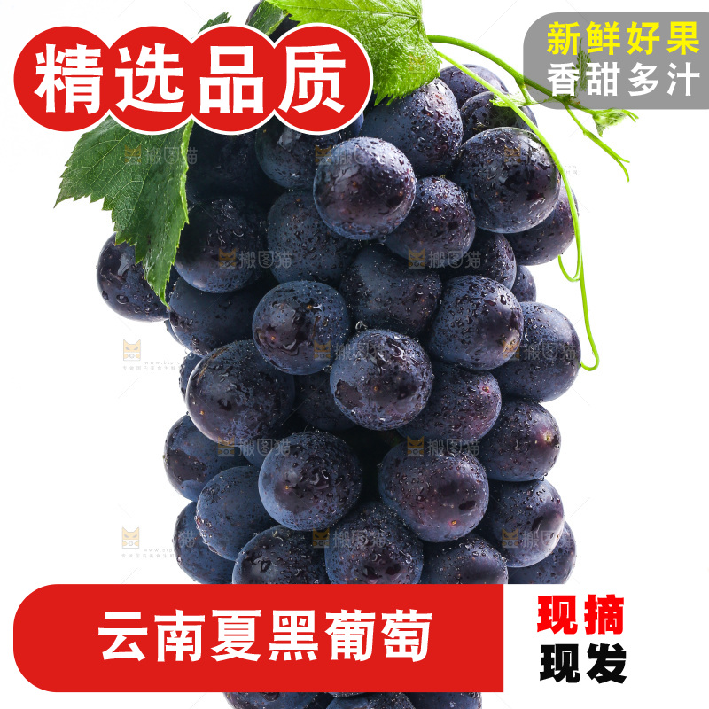 白底上的夏黑葡萄