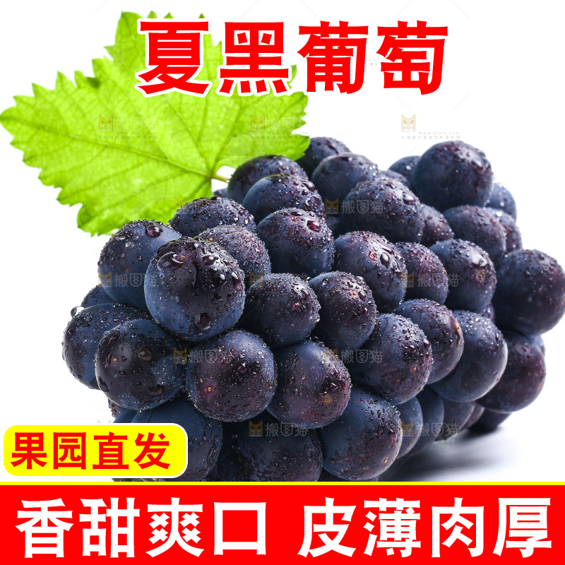 白底上的夏黑葡萄