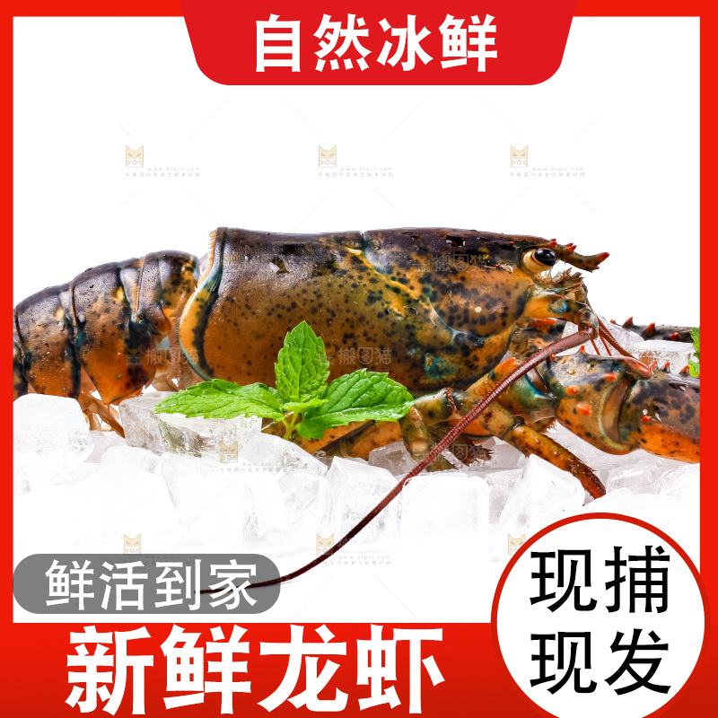 白底上的龙虾
