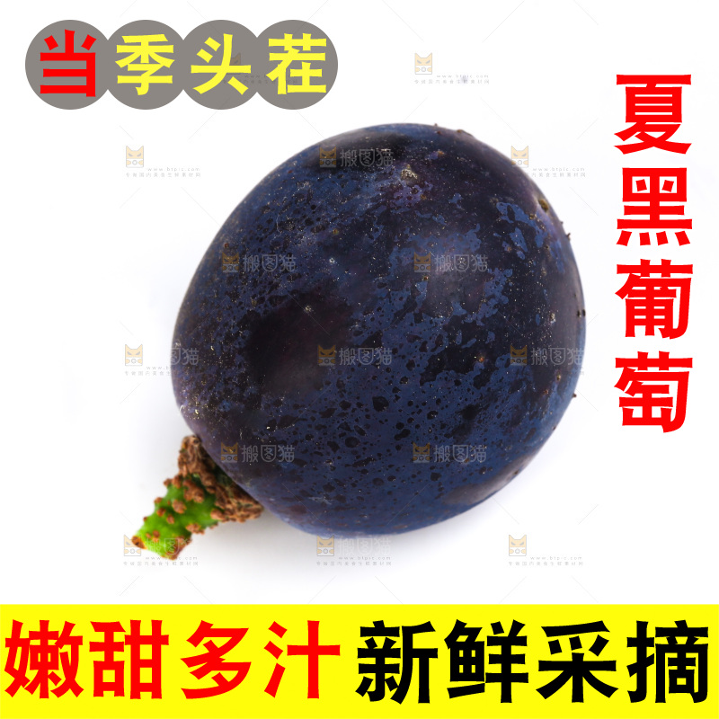 新鲜夏黑葡萄放在白底上