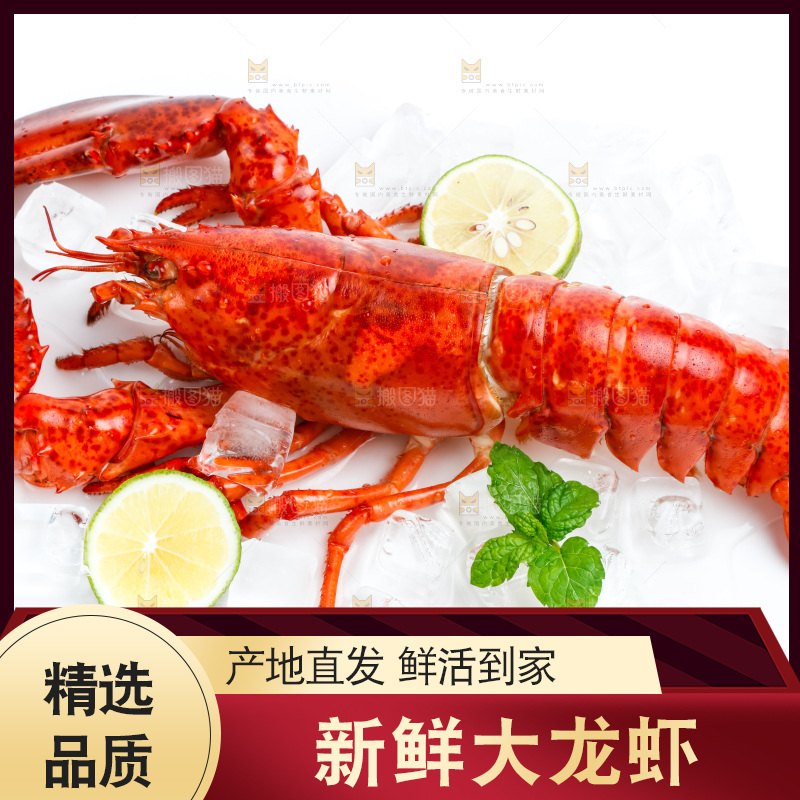 白底上放着澳洲大龙虾