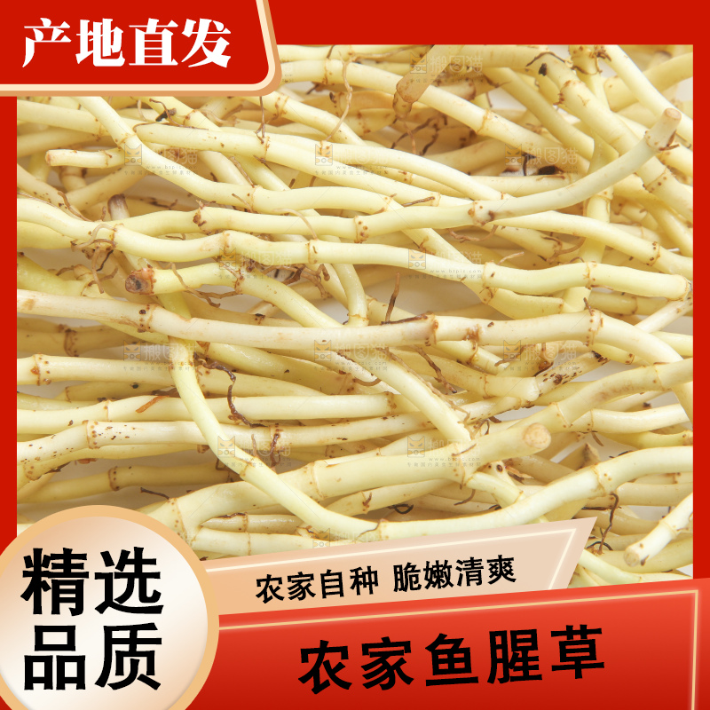 白底上的鱼腥草
