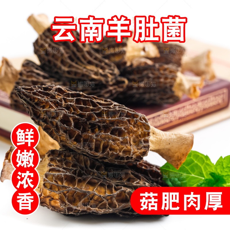 浅底上的云南羊肚菌