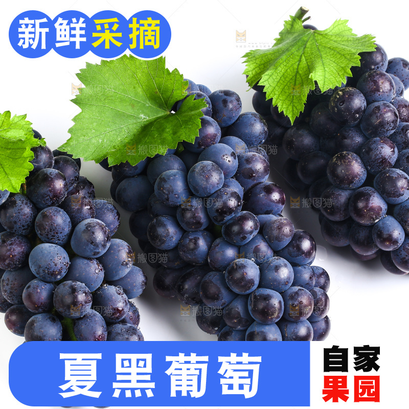 白底上的夏黑葡萄