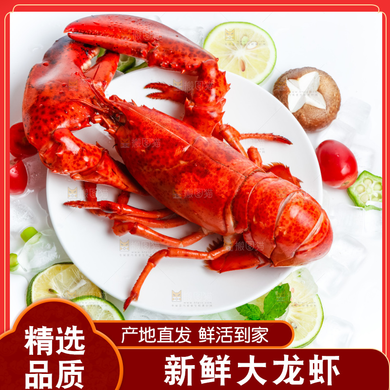 浅底上的澳洲大龙虾