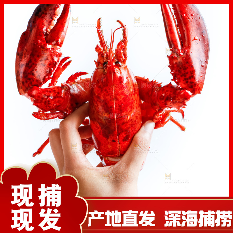 手拿澳洲大龙虾