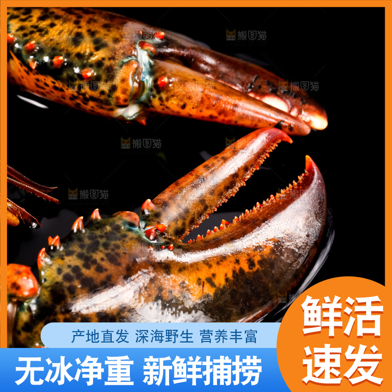 黑底上放着波士顿龙虾