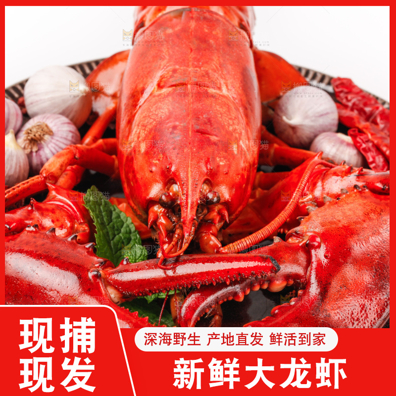 白底上放着波士顿大龙虾