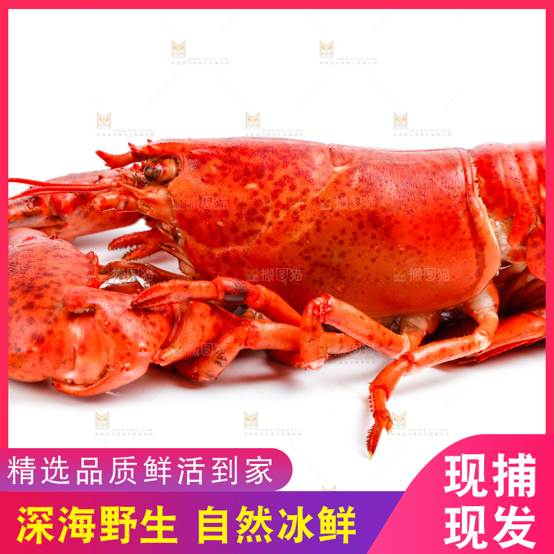 白底上的大龙虾
