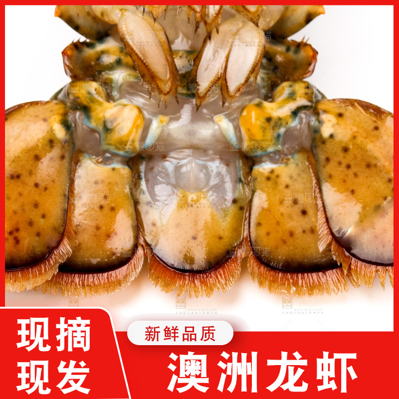 白底上的澳洲龙虾