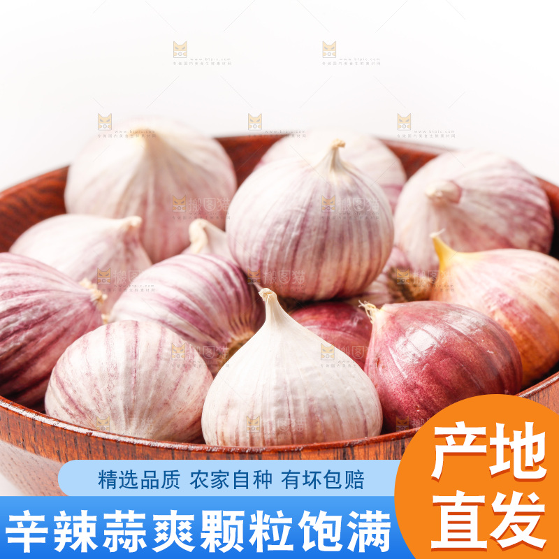 浅底上的独蒜