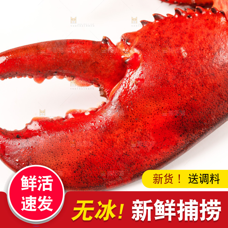 白底上放着澳洲龙虾