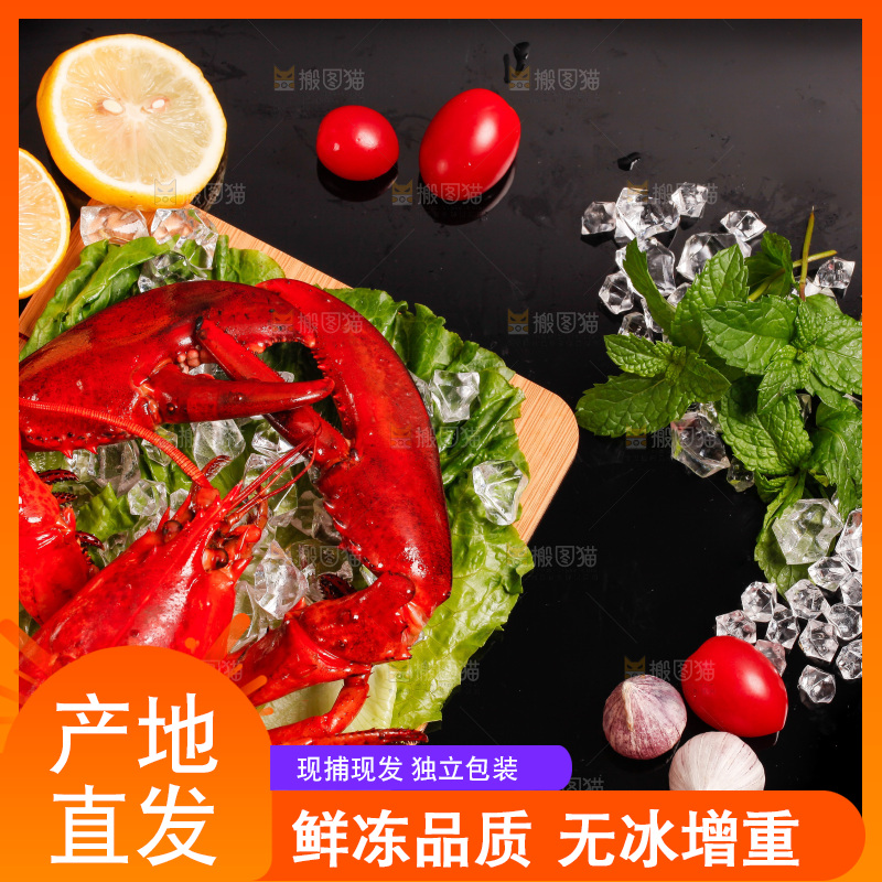黑底上放着一盘澳洲大龙虾