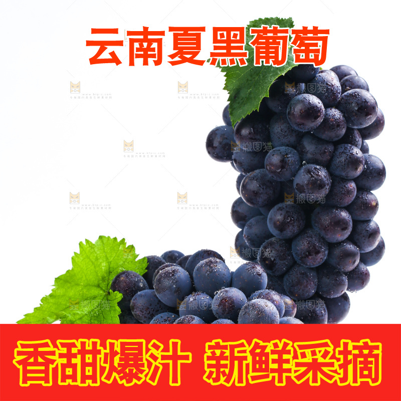 白底上的夏黑葡萄