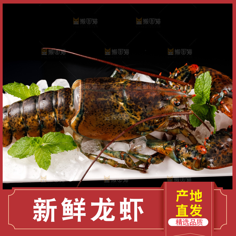 黑底上的澳洲龙虾