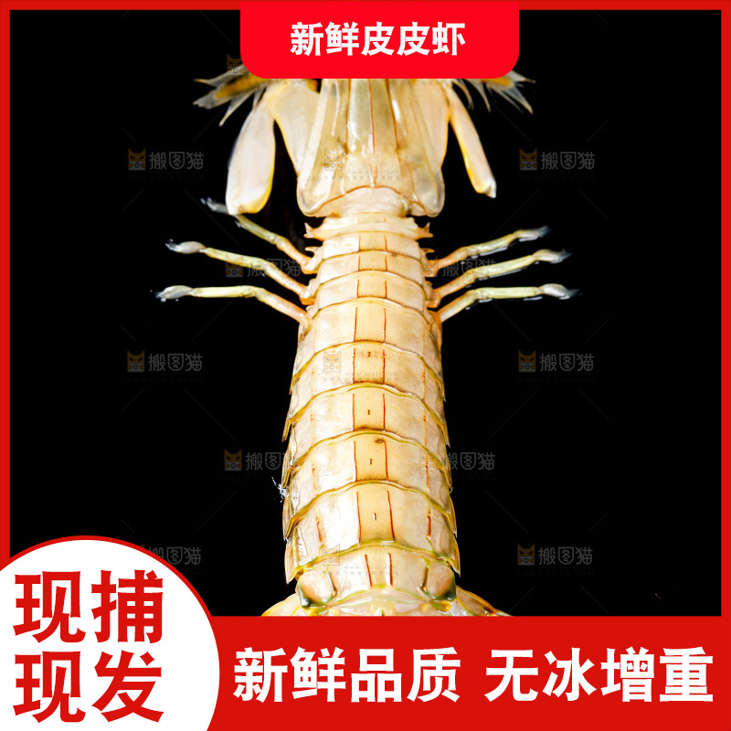 黑底上摆放着舟山皮皮虾