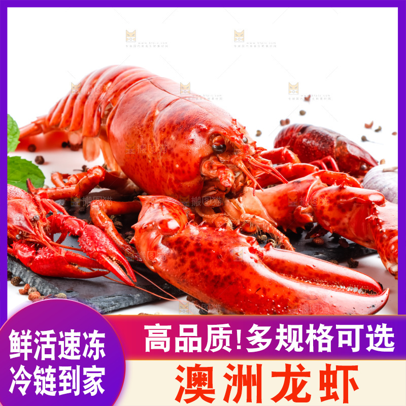 白底上放着澳洲大龙虾