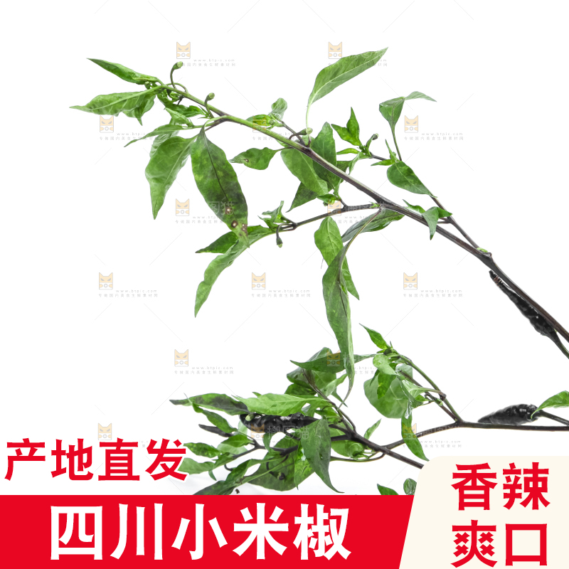 白底上的小米椒