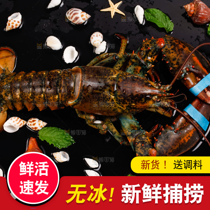 黑底上的波士顿龙虾